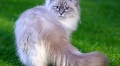 Nevskaya masquerade cat (fotó): eredeti hosszú hajú szépség